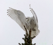 SnowyOwl002